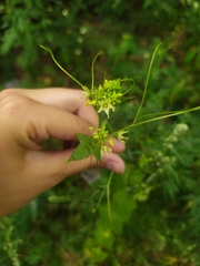 Echinocystis lobata