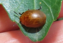 Plagiosterna nigritarsis