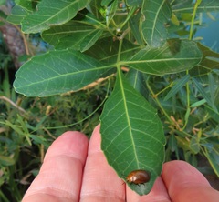 Allophylus natalensis