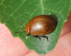 Plagiosterna nigritarsis