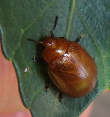 Plagiosterna nigritarsis