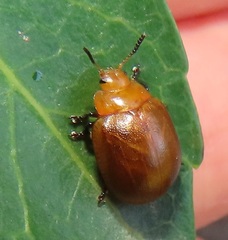 Plagiosterna nigritarsis