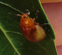 Plagiosterna nigritarsis