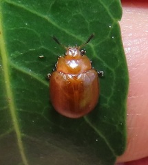 Plagiosterna nigritarsis