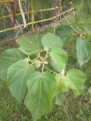 Magnoliopsida