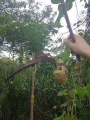 Aristolochia ringens