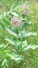 Asclepias syriaca