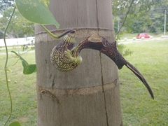 Aristolochia ringens