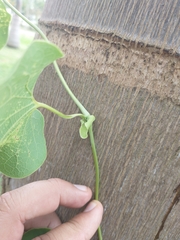Aristolochia ringens