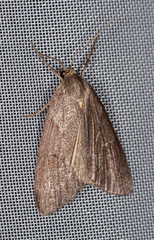 Athetis pallustris