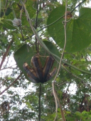 Aristolochia ringens