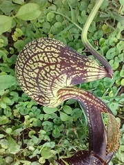 Aristolochia ringens