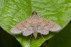 Phostria