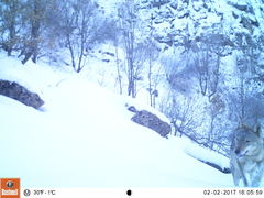 Canis lupus pallipes