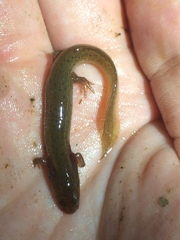 Pseudotriton montanus