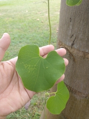 Aristolochia ringens
