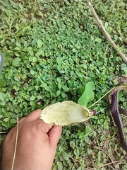 Aristolochia ringens