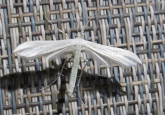 Hellinsia homodactylus