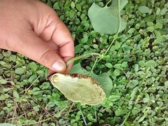 Aristolochia ringens
