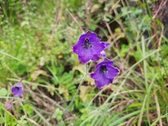 Delphinium cooperi