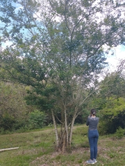 Pithecellobium lanceolatum