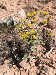 Eriogonum correllii