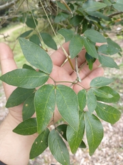 Pithecellobium lanceolatum