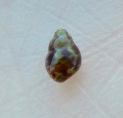 Eulithidium pulloides