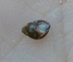 Eulithidium pulloides