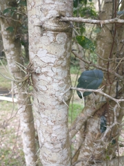 Pithecellobium lanceolatum