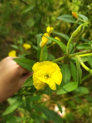 Oenothera