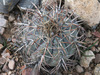 Nichol's Turk's-head Cactus - Photo (c) Steve Ganley, some rights reserved (CC BY-NC), uploaded by Steve Ganley