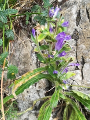 Campanula spicata