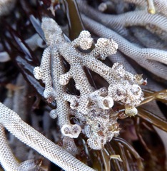 Jellyella tuberculata
