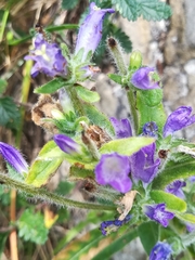 Campanula spicata