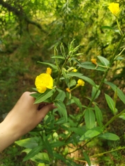 Oenothera