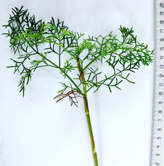 Notobubon ferulaceum