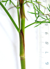 Notobubon ferulaceum