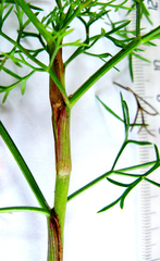Notobubon ferulaceum