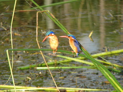 Corythornis cristatus