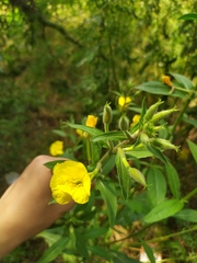Oenothera