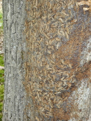 Thaumetopoea processionea