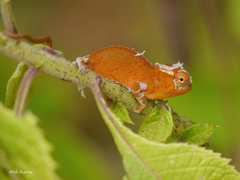 Kinyongia multituberculata