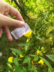 Oenothera