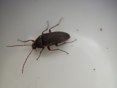 Androchirus erythropus