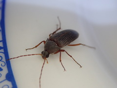 Androchirus erythropus