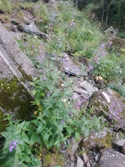 Nepeta sibirica