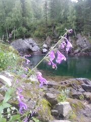 Nepeta sibirica