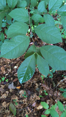 Lindera benzoin