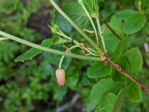 Rhododendron menziesii